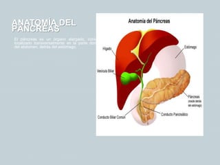 ANATOMÍA DEL
PÁNCREAS
El páncreas es un órgano alargado, cónico,
localizado transversalmente en la parte dorsal
del abdomen, detrás del estómago.
 