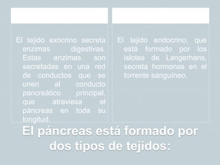 El páncreas está formado por
dos tipos de tejidos:
El tejido exocrino.
El tejido exocrino secreta
enzimas digestivas.
Estas enzimas son
secretadas en una red
de conductos que se
unen al conducto
pancreático principal,
que atraviesa el
páncreas en toda su
longitud.
El tejido endocrino.
El tejido endocrino, que
está formado por los
islotes de Langerhans,
secreta hormonas en el
torrente sanguíneo.
 