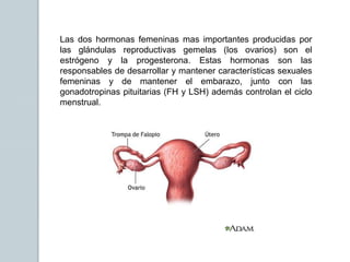 Las dos hormonas femeninas mas importantes producidas por
las glándulas reproductivas gemelas (los ovarios) son el
estrógeno y la progesterona. Estas hormonas son las
responsables de desarrollar y mantener características sexuales
femeninas y de mantener el embarazo, junto con las
gonadotropinas pituitarias (FH y LSH) además controlan el ciclo
menstrual.
 