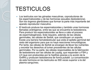 TESTICULOS
 Los testículos son las gónadas masculinas, coproductoras de
los espermatozoides y de las hormonas sexuales (testosterona).
Son los órganos glandulares que forman la parte más importante del
aparato reproductor masculino.
 El testículo produce los espermatozoides y también unas hormonas
llamadas andrógenos, entre las que se encuentra la testosterona.
Para producir los espermatozoides se lleva a cabo el proceso
de espermatogénesis. Este requiere, además de las células
germinales, las células de Sertoli, que constituyen un soporte.
Existe una barrera hematotesticular que aísla el epitelio germinal del
resto del organismo para que no haya reacciones inmunológicas.
Por tanto, las células de Sertoli se encargan de llevar los nutrientes
y excretar los desechos al lumen procedentes de las células
germinales. Por su parte, las células responsables de la fabricación
de testosterona son las células de Leydig, que responden a FSH y
LH (que son producidas por la hipófisis gracias a la acción de la
GnRH) y producen testosterona de forma pulsátil. La concentración
de esta hormona en los testículos es 500 veces superior a la del
plasma sanguíneo.
 