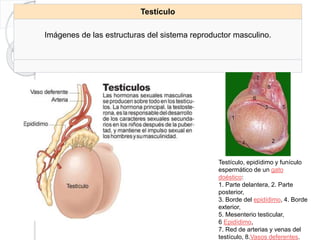 Testículo
Imágenes de las estructuras del sistema reproductor masculino.
Testículo, epidídimo y funículo
espermático de un gato
doéstico:
1. Parte delantera, 2. Parte
posterior,
3. Borde del epidídimo, 4. Borde
exterior,
5. Mesenterio testicular,
6 Epidídimo,
7. Red de arterias y venas del
testículo, 8.Vasos deferentes.
 