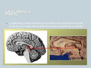 LA GLÁNDULA
PINEAL
 La glándula pineal o epífisis es una estructura ubicada en la parte
posterior de la base del cerebro que tiene el tamaño de un poroto,
pesa 130 mg.
 está encargada de producir la hormona melatonina.
 