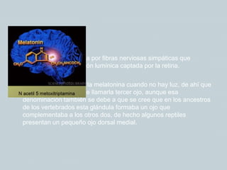  La epífisis está formada por fibras nerviosas simpáticas que
transmiten la información lumínica captada por la retina.
 Ella se activa y fabrica la melatonina cuando no hay luz, de ahí que
tenga sentido la idea de llamarla tercer ojo, aunque esa
denominación también se debe a que se cree que en los ancestros
de los vertebrados esta glándula formaba un ojo que
complementaba a los otros dos, de hecho algunos reptiles
presentan un pequeño ojo dorsal medial.
 