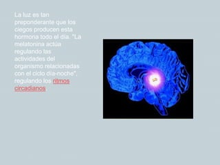 La luz es tan
preponderante que los
ciegos producen esta
hormona todo el día. "La
melatonina actúa
regulando las
actividades del
organismo relacionadas
con el ciclo día-noche",
regulando los ritmos
circadianos.
 