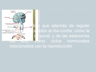 También se dice que además de regular
aspectos asociados al día-noche, como la
temperatura corporal, y de las estaciones
del año, como ciclos hormonales
relacionados con la reproducción
 