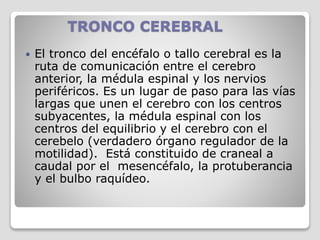 TRONCO CEREBRAL
 El tronco del encéfalo o tallo cerebral es la
ruta de comunicación entre el cerebro
anterior, la médula espinal y los nervios
periféricos. Es un lugar de paso para las vías
largas que unen el cerebro con los centros
subyacentes, la médula espinal con los
centros del equilibrio y el cerebro con el
cerebelo (verdadero órgano regulador de la
motilidad). Está constituido de craneal a
caudal por el mesencéfalo, la protuberancia
y el bulbo raquídeo.
 