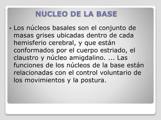 NUCLEO DE LA BASE
 Los núcleos basales son el conjunto de
masas grises ubicadas dentro de cada
hemisferio cerebral, y que están
conformados por el cuerpo estriado, el
claustro y núcleo amigdalino. ... Las
funciones de los núcleos de la base están
relacionadas con el control voluntario de
los movimientos y la postura.
 
