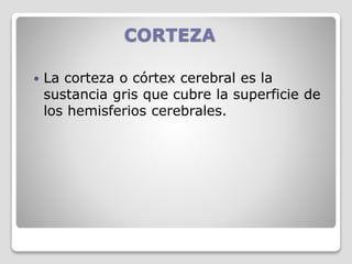 CORTEZA
 La corteza o córtex cerebral es la
sustancia gris que cubre la superficie de
los hemisferios cerebrales.
 