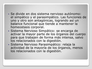  Se divide en dos sistema nervioso autónomo:
el simpático y el parasimpático. Las funciones de
uno y otro son antagónicas, logrando así un
balance funcional que tiende a mantener la
homeostasis corporal.
 Sistema Nervioso Simpático: se encarga de
activar la mayor parte de los órganos del cuerpo
para que trabajen de forma más intensa, salvo
los relacionados con la digestión.
 Sistema Nervioso Parasimpático: relaja la
actividad de la mayoría de los órganos, menos
los relacionados con la digestión.
 