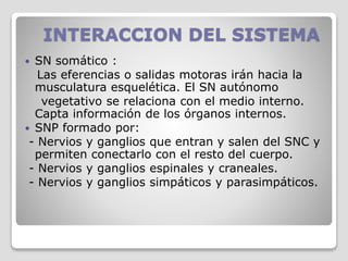 INTERACCION DEL SISTEMA
 SN somático :
Las eferencias o salidas motoras irán hacia la
musculatura esquelética. El SN autónomo
vegetativo se relaciona con el medio interno.
Capta información de los órganos internos.
 SNP formado por:
- Nervios y ganglios que entran y salen del SNC y
permiten conectarlo con el resto del cuerpo.
- Nervios y ganglios espinales y craneales.
- Nervios y ganglios simpáticos y parasimpáticos.
 
