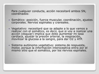 Para cualquier conducta, acción necesitaré ambos SN,
coordinados:
 Somático: posición, fuerza muscular, coordinación, ajustes
corporales. Nervios espinales y craneales.
 Vegetativo: necesitaré que se adapte a lo que vamos a
realizar con el somático, es decir, que si voy a realizar una
acción (esquiar) implica que debo aumentar mi tasa
cardíaca, ajustar la presión arterial, la respiración,
movilizar la glucosa a la sangre, para dar O2 y ATP.
 Sistema autónomo vegetativo: sistema de respuesta,
motor, porque la información interoceptiva entra por el
mismo sitio que el somático, por los nervios espinales.
 