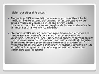 Salen por sitios diferentes:
 Aferencias (SNS sensorial): neuronas que transmiten info del
medio ambiente externo del organismo (exteroceptiva) y del
estado muscular y la posición de las extremidades
(propioceptiva). Somas en los ganglios de las raíces dorsales de
la médula espinal y/o tronco encéfalo.
 Eferencias (SNS motor): neuronas que transmiten órdenes a la
musculatura esquelética para el control del movimiento
voluntario. Somas en el SNC. Nervios simpáticos y parasimpáticos
(no tienen entrada de información, son solo eferentes). Regulan
el ambiente interno (homeostasis) mediante el ajuste de
respuesta glandular, vasos sanguíneos y órganos internos. Los del
simpático se originan en algunos segmentos de médula que
tienen otra asta, la lateral
 