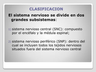 CLASIFICACION
El sistema nervioso se divide en dos
grandes subsistemas:
1) sistema nervioso central (SNC): compuesto
por el encéfalo y la médula espinal;
2) sistema nervioso periférico (SNP): dentro del
cual se incluyen todos los tejidos nerviosos
situados fuera del sistema nervioso central
 