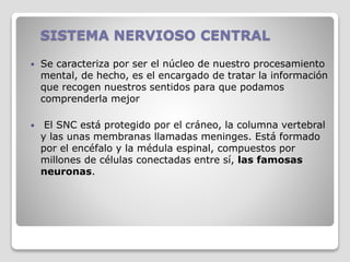 SISTEMA NERVIOSO CENTRAL
 Se caracteriza por ser el núcleo de nuestro procesamiento
mental, de hecho, es el encargado de tratar la información
que recogen nuestros sentidos para que podamos
comprenderla mejor
 El SNC está protegido por el cráneo, la columna vertebral
y las unas membranas llamadas meninges. Está formado
por el encéfalo y la médula espinal, compuestos por
millones de células conectadas entre sí, las famosas
neuronas.
 