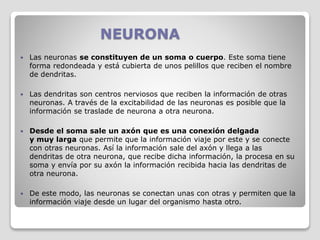 NEURONA
 Las neuronas se constituyen de un soma o cuerpo. Este soma tiene
forma redondeada y está cubierta de unos pelillos que reciben el nombre
de dendritas.
 Las dendritas son centros nerviosos que reciben la información de otras
neuronas. A través de la excitabilidad de las neuronas es posible que la
información se traslade de neurona a otra neurona.
 Desde el soma sale un axón que es una conexión delgada
y muy larga que permite que la información viaje por este y se conecte
con otras neuronas. Así la información sale del axón y llega a las
dendritas de otra neurona, que recibe dicha información, la procesa en su
soma y envía por su axón la información recibida hacia las dendritas de
otra neurona.
 De este modo, las neuronas se conectan unas con otras y permiten que la
información viaje desde un lugar del organismo hasta otro.
 