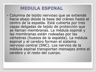 MEDULA ESPINAL
 Columna de tejido nervioso que se extiende
hacia abajo desde la base del cráneo hasta el
centro de la espalda. Está cubierta por tres
capas delgadas de tejido de protección que
se llaman membranas. La médula espinal y
las membranas están rodeadas por las
vértebras (huesos de la espalda). La médula
espinal y el cerebro forman el sistema
nervioso central (SNC). Los nervios de la
médula espinal transportan mensajes entre el
cerebro y el resto del cuerpo.
 