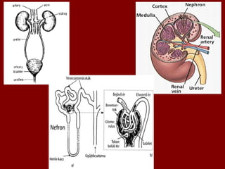 Disusun oleh : Dra. Ratna NirmalaDisusun oleh : Dra. Ratna Nirmala
SMA Negeri 1 JakartaSMA Negeri 1 Jakarta
 