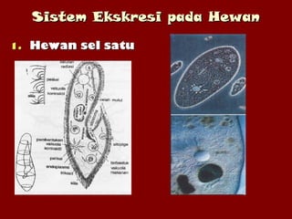 Sistem Ekskresi pada HewanSistem Ekskresi pada Hewan
1.1. Hewan sel satuHewan sel satu
 