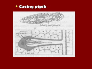  Cacing pipihCacing pipih
 