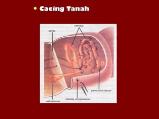  Cacing TanahCacing Tanah
 