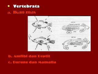  VertebrataVertebrata
a.a. Ikan masIkan mas
b. Amfibi dan Reptil
c. Burung dan Mamalia
 