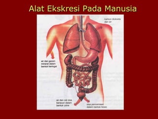 Alat Ekskresi Pada ManusiaAlat Ekskresi Pada Manusia
 