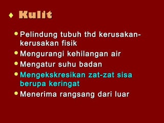 Pelindung tubuh thd kerusakan-Pelindung tubuh thd kerusakan-
kerusakan fisikkerusakan fisik
Mengurangi kehilangan airMengurangi kehilangan air
Mengatur suhu badanMengatur suhu badan
Mengekskresikan zat-zat sisaMengekskresikan zat-zat sisa
berupa keringatberupa keringat
Menerima rangsang dari luarMenerima rangsang dari luar
♦ KulitKulit
 