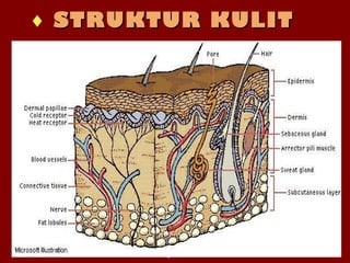 Disusun oleh : Dra. Ratna NirmalaDisusun oleh : Dra. Ratna Nirmala
SMA Negeri 1 JakartaSMA Negeri 1 Jakarta
Apr 19, 2016Apr 19, 2016
♦ STRUKTUR KULITSTRUKTUR KULIT
 