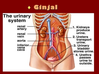 Apr 19, 2016Apr 19, 2016
♦ GinjalGinjal
 