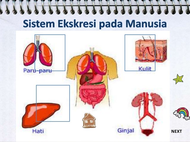 Sistem ekskresi manusia karya rozhatul jannah