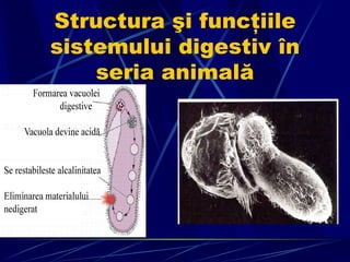Structura  şi funcţiile sistemului digestiv în seria animală 