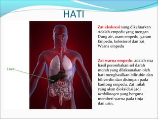 HATI
Zat ekskresi yang dikeluarkan
Adalah empedu yang mengan
Dung air, asam empedu, garam
Empedu, kolesterol dan zat
Warna empedu
Zat warna empedu adalah sisa
hasil perombakan sel darah
merah yang dilaksanakan oleh
hati menghasilkan bilirubin dan
biliverdin dan disimpan pada
kantong empedu. Zat inilah
yang akan dioksidasi jadi
urobilinogen yang berguna
memberi warna pada tinja
dan urin.
 