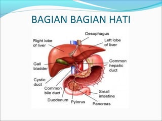 BAGIAN BAGIAN HATI
 