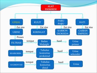 ALAT
EKSKRESI
GINJAL KULIT
PARU
PARU
HATI
URINE
FILTRASI
REABSORBSI
AUGMENTASI
KERINGAT
KARBON
DIOKSIDA
CAIRAN
EMPEDU
Urine
primer
Badan
Malpighi
Tubulus
kontortus
proksimal
Urine
sekunder
Tubulus
kontortus
distal
Urine
Zat sisa Zat sisa Zat sisa Zat sisa
tempat
tempat
tempat
Proses
hasil
hasil
hasil
 