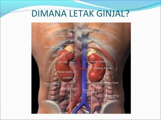 DIMANA LETAK GINJAL?
 