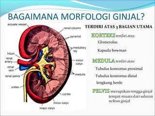 BAGAIMANA MORFOLOGI GINJAL?
TERDIRI ATAS 3 BAGIAN UTAMA
Glomerolus
Kapsula bowman
Tubulus kontortus proximal
Tubulus kontortus distal
lengkung henle
 