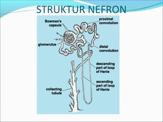 STRUKTUR NEFRON
 