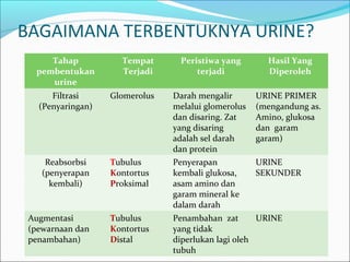 BAGAIMANA TERBENTUKNYA URINE?
Tahap
pembentukan
urine
Tempat
Terjadi
Peristiwa yang
terjadi
Hasil Yang
Diperoleh
Filtrasi
(Penyaringan)
Glomerolus Darah mengalir
melalui glomerolus
dan disaring. Zat
yang disaring
adalah sel darah
dan protein
URINE PRIMER
(mengandung as.
Amino, glukosa
dan garam
garam)
Reabsorbsi
(penyerapan
kembali)
Tubulus
Kontortus
Proksimal
Penyerapan
kembali glukosa,
asam amino dan
garam mineral ke
dalam darah
URINE
SEKUNDER
Augmentasi
(pewarnaan dan
penambahan)
Tubulus
Kontortus
Distal
Penambahan zat
yang tidak
diperlukan lagi oleh
tubuh
URINE
 