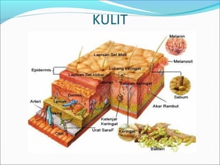 KULIT
 