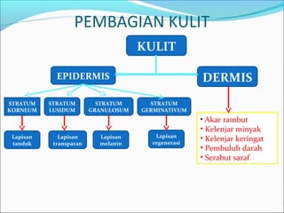PEMBAGIAN KULIT
KULIT
DERMISEPIDERMIS
STRATUM
KORNEUM
STRATUM
GERMINATIVUM
STRATUM
GRANULOSUM
STRATUM
LUSIDUM
• Akar rambut
• Kelenjar minyak
• Kelenjar keringat
• Pembuluh darah
• Serabut saraf
Lapisan
transparan
Lapisan
melanin
Lapisan
regenerasi
Lapisan
tanduk
 