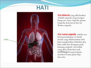 HATI Zat ekskresi  yang dikeluarkan Adalah empedu yang mengan Dung air, asam empedu, garam Empedu, kolesterol dan zat  Warna empedu Zat warna empedu  adalah sisa  hasil perombakan sel darah  merah yang dilaksanakan oleh  hati menghasilkan bilirubin dan  biliverdin dan disimpan pada  kantong empedu. Zat inilah  yang akan dioksidasi jadi  urobilinogen  yang berguna  memberi warna pada tinja  dan urin. 