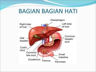 BAGIAN BAGIAN HATI 