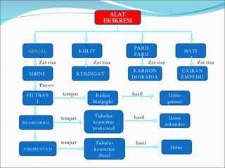 ALAT EKSKRESI GINJAL KULIT PARU PARU HATI URINE FILTRASI REABSORBSI AUGMENTASI KERINGAT KARBON DIOKSIDA CAIRAN EMPEDU Urine primer Badan Malpighi Tubulus kontortus proksimal Urine sekunder Tubulus kontortus distal Urine Zat sisa Zat sisa Zat sisa Zat sisa tempat tempat tempat Proses hasil hasil hasil 