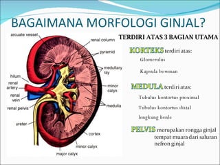BAGAIMANA MORFOLOGI GINJAL? TERDIRI ATAS 3 BAGIAN UTAMA Glomerolus Kapsula bowman Tubulus kontortus proximal Tubulus kontortus distal lengkung henle 