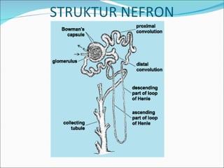 STRUKTUR NEFRON 