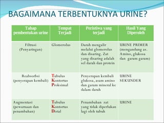 BAGAIMANA TERBENTUKNYA URINE? Tahap pembentukan urine Tempat Terjadi Peristiwa yang terjadi Hasil Yang Diperoleh Filtrasi (Penyaringan) Glomerolus Darah mengalir melalui glomerolus  dan disaring. Zat yang disaring adalah sel darah dan protein URINE PRIMER (mengandung as. Amino, glukosa dan  garam garam) Reabsorbsi (penyerapan kembali) T ubulus  K ontortus  P roksimal Penyerapan kembali glukosa, asam amino dan garam mineral ke dalam darah URINE SEKUNDER Augmentasi (pewarnaan dan penambahan) T ubulus  K ontortus  D istal Penambahan  zat yang tidak diperlukan lagi oleh tubuh URINE  