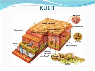 KULIT 