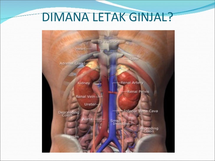 100 Gambar Tempat Ginjal Manusia Terlihat Keren 100 Gambar Tempat Ginjal Manusia Terlihat Keren