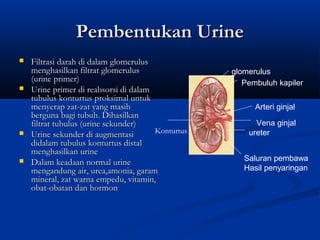 Organ pada hewan yang berfungsi untuk menyaring darah dan menghasilkan urine adalah