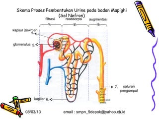 Skema Proses Pembentukan Urine pada badan Mapighi
                    (Sel Nefron)
                   filtrasi    reabsorpsi   augmentasi
                     1.            2.           3.
kapsul Bowman
          4.


glomerulus 5.




                                                         7.     saluran
                                                              pengumpul

            kapiler 6.


       08/03/13               email : smpn_9depok@yahoo.co.id
                                                         3
 
